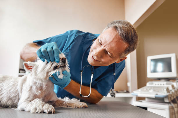 Best Emergency Dental Services for Seniors in Liberty Triangle, FL